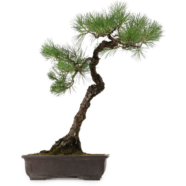 Pinus thunbergii, 70 cm, ± 35 años, con un nebari de 16 cm.