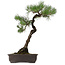Pinus thunbergii, 70 cm, ± 35 años, con un nebari de 16 cm.