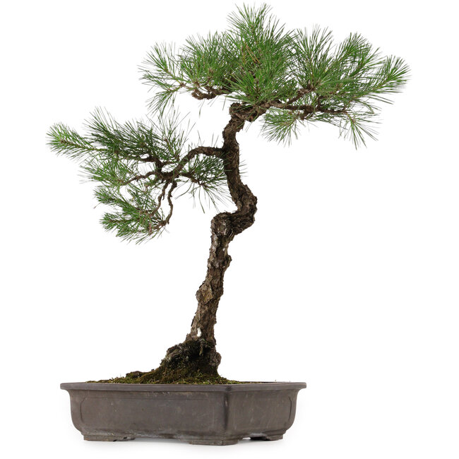 Pinus thunbergii, 70 cm, ± 35 años, con un nebari de 16 cm.