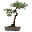Pinus thunbergii, 70 cm, ca. 35 Jahre alt, mit einem Wurzelhals von 16 cm