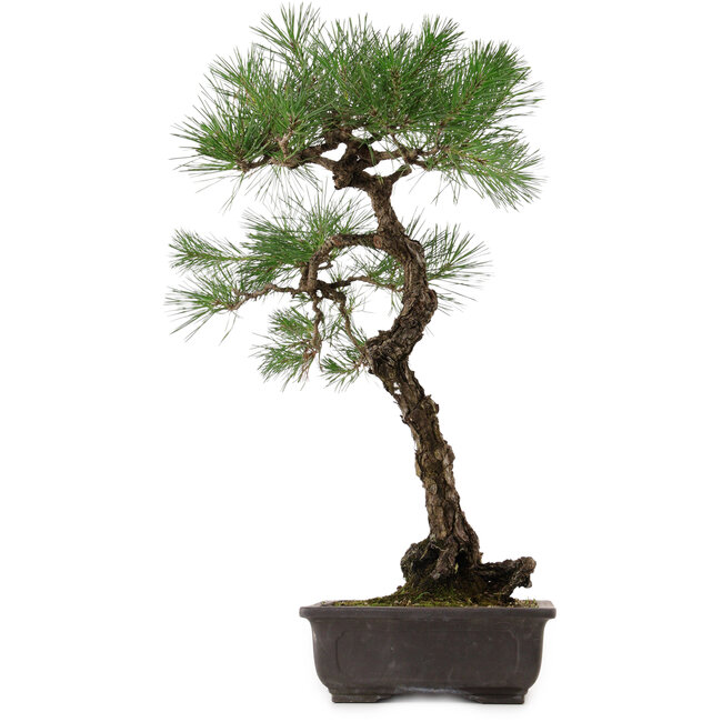 Pinus thunbergii, 70 cm, ± 35 years old, with a nebari of 16 cm
