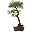 Pinus thunbergii, 70 cm, ± 35 años, con un nebari de 16 cm.
