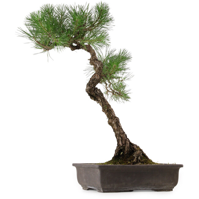 Pinus thunbergii, 70 cm, ± 35 años, con un nebari de 16 cm.
