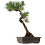 Pinus thunbergii, 70 cm, ca. 35 Jahre alt, mit einem Wurzelhals von 16 cm