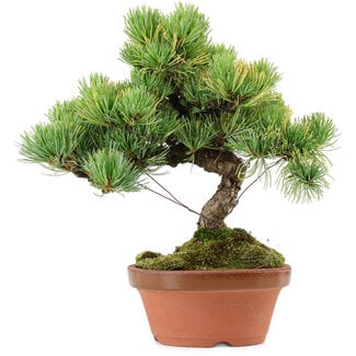 Pinus parviflora, 25 cm, ± 20 Jahre alt