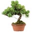 Pinus parviflora, 25 cm, ± 20 years old, with a nebari of 3,5 cm