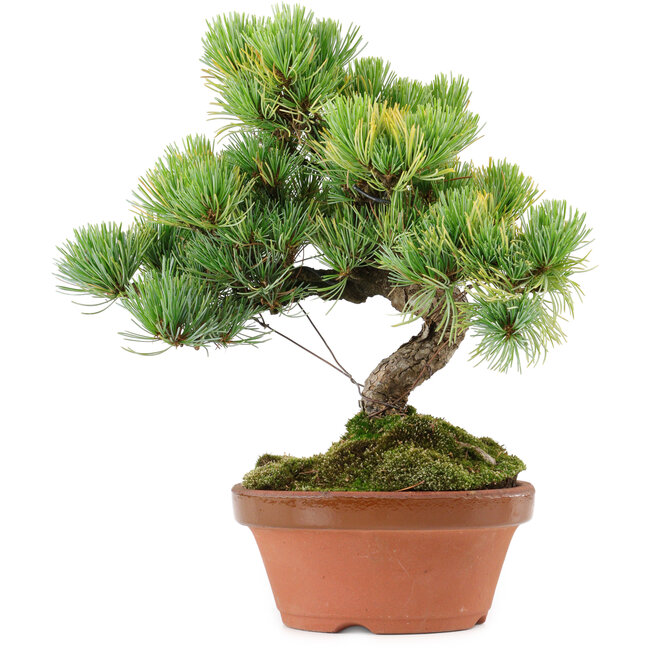 Pinus parviflora, 25 cm, ca. 20 Jahre alt, mit einem Wurzelansatz von 3,5 cm