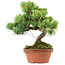 Pinus parviflora, 25 cm, ± 20 años de edad, con un nebari de 3,5 cm