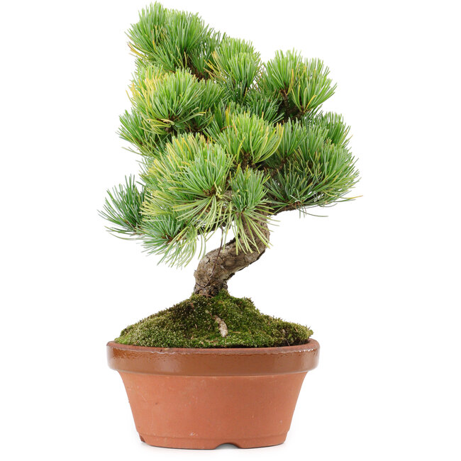 Pinus parviflora, 25 cm, ± 20 anni, con nebari di 3,5 cm