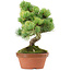 Pinus parviflora, 25 cm, ± 20 años de edad, con un nebari de 3,5 cm