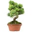 Pinus parviflora, 25 cm, ± 20 years old, with a nebari of 3,5 cm