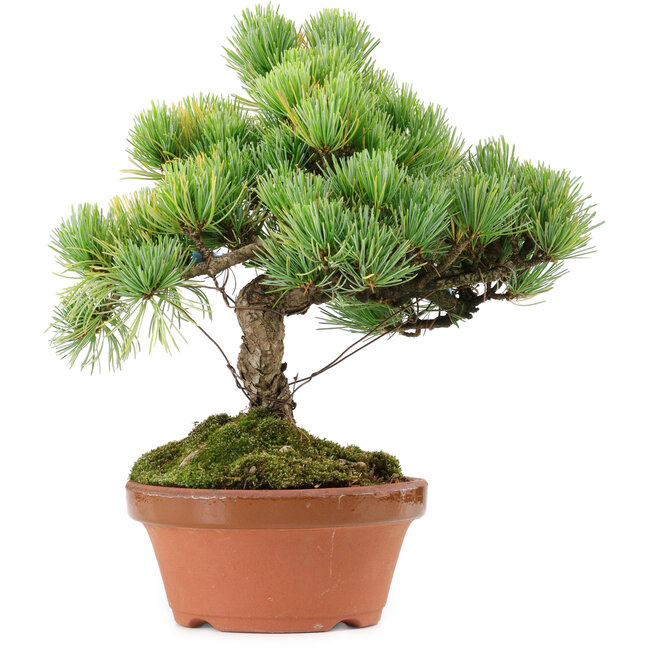 Pinus parviflora, 25 cm, ca. 20 Jahre alt, mit einem Wurzelansatz von 3,5 cm