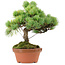 Pinus parviflora, 25 cm, ± 20 jaar oud, met een nebari van 3,5 cm