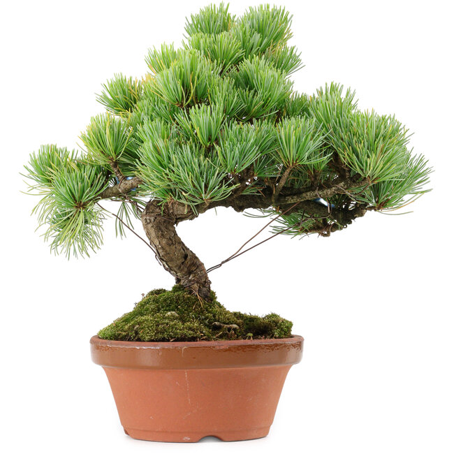 Pinus parviflora, 25 cm, ± 20 years old, with a nebari of 3,5 cm