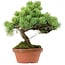 Pinus parviflora, 25 cm, ± 20 years old, with a nebari of 3,5 cm