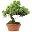 Pinus parviflora, 25 cm, ca. 20 Jahre alt, mit einem Wurzelansatz von 3,5 cm