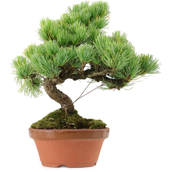 Pinus parviflora, 25 cm, ca. 20 Jahre alt, mit einem Wurzelansatz von 3,5 cm