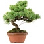 Pinus parviflora, 25 cm, ca. 20 Jahre alt, mit einem Wurzelansatz von 3,5 cm