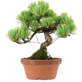 Pinus parviflora, 20 cm, ± 20 años de edad