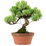 Pinus parviflora, 20 cm, ± 20 Jahre alt, mit einem Wurzelansatz von 3,5 cm