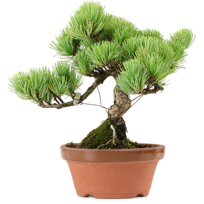Pinus parviflora, 20 cm, ± 20 years old, with a nebari of 3,5 cm