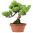 Pinus parviflora, 20 cm, ± 20 anni, con nebari di 3,5 cm