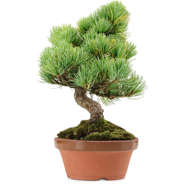 Pinus parviflora, 25 cm, ± 20 años de edad, con un nebari de 3,5 cm