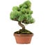 Pinus parviflora, 25 cm, ± 20 years old, with a nebari of 3,5 cm