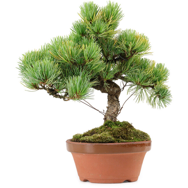 Pinus parviflora, 25 cm, ± 20 años de edad, con un nebari de 3,5 cm