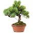 Pinus parviflora, 25 cm, ± 20 years old, with a nebari of 3,5 cm