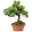Pinus parviflora, 25 cm, ca. 20 Jahre alt, mit einem Wurzelansatz von 3,5 cm