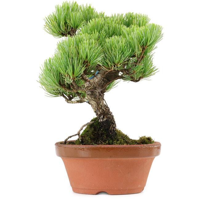 Pinus parviflora, 20 cm, ± 20 ans, avec un nebari de 3,5 cm