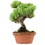 Pinus parviflora, 20 cm, ± 20 anni, con nebari di 3,5 cm