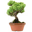 Pinus parviflora, 20 cm, ± 20 Jahre alt, mit einem Wurzelansatz von 3,5 cm