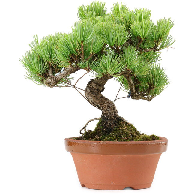 Pinus parviflora, 20 cm, ± 20 years old, with a nebari of 3,5 cm