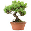 Pinus parviflora, 20 cm, ± 20 años de edad, con un nebari de 3,5 cm