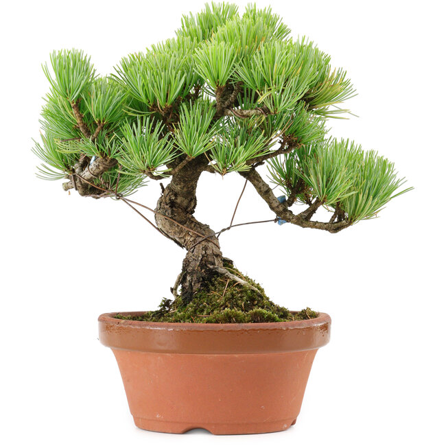 Pinus parviflora, 20 cm, ± 20 ans, avec un nebari de 3,5 cm