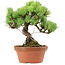 Pinus parviflora, 20 cm, ± 20 Jahre alt, mit einem Wurzelansatz von 3,5 cm