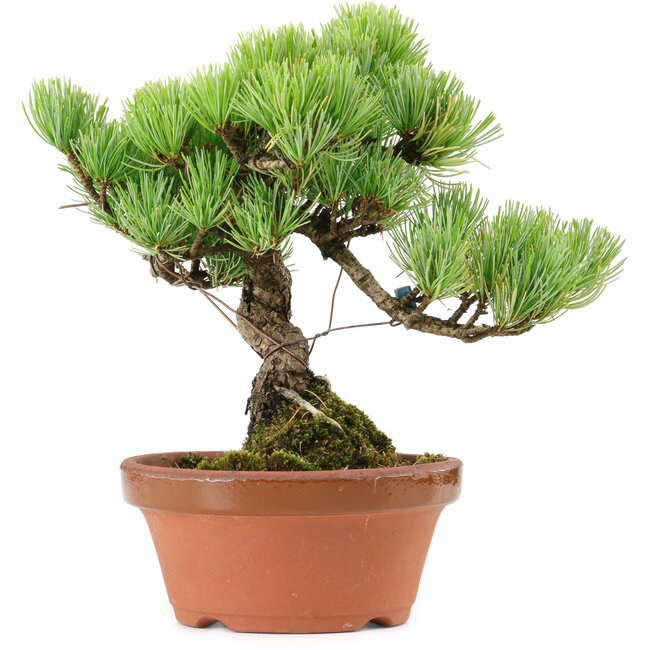 Pinus parviflora, 20 cm, ± 20 años de edad, con un nebari de 3,5 cm