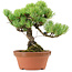 Pinus parviflora, 20 cm, ± 20 anni, con nebari di 3,5 cm