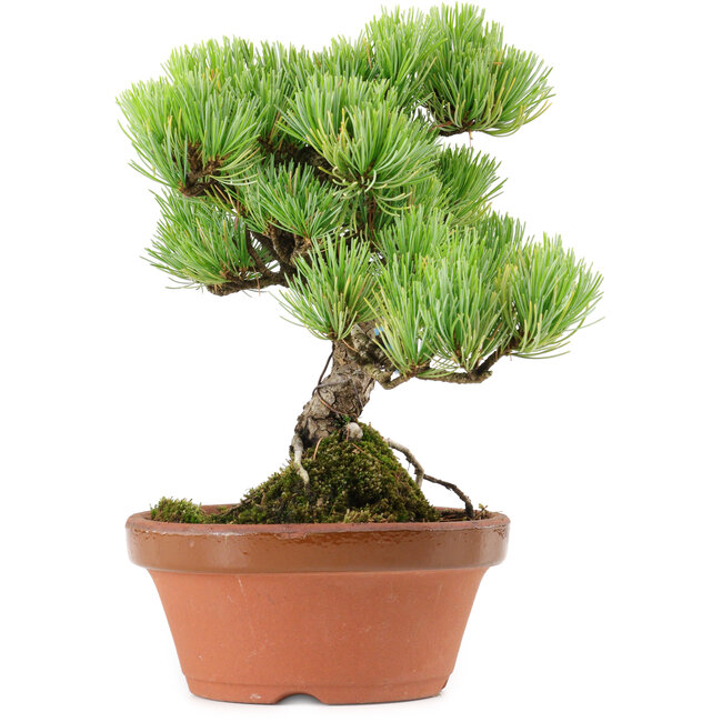 Pinus parviflora, 20 cm, ± 20 years old, with a nebari of 3,5 cm