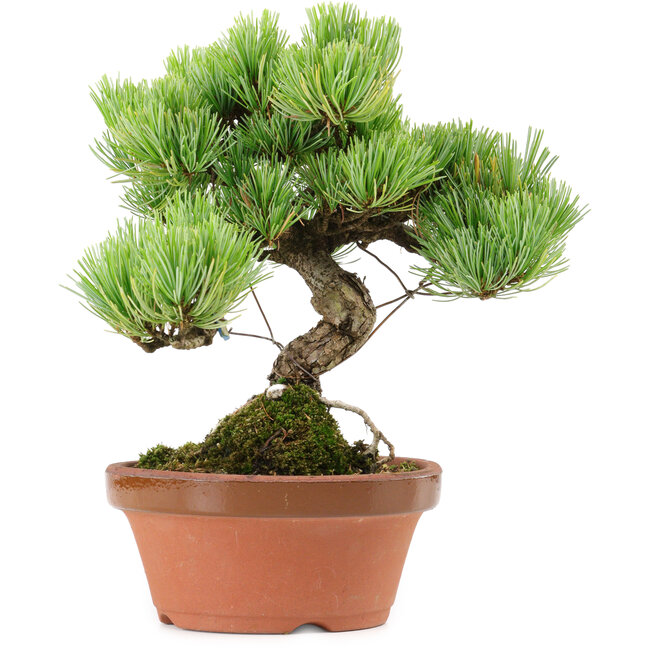 Pinus parviflora, 20 cm, ± 20 años de edad, con un nebari de 3,5 cm