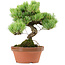 Pinus parviflora, 20 cm, ± 20 years old, with a nebari of 3,5 cm