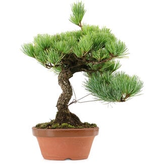 Pinus parviflora, 23 cm, ± 20 years old
