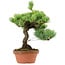 Pinus parviflora, 23 cm, ± 20 years old, with a nebari of 3,5 cm
