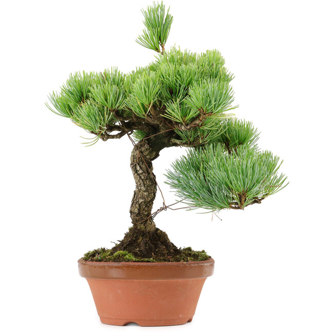 Pinus parviflora, 23 cm, ± 20 years old, with a nebari of 3,5 cm