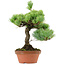 Pinus parviflora, 23 cm, ± 20 anni, con nebari di 3,5 cm