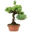 Pinus parviflora, 23 cm, ± 20 years old, with a nebari of 3,5 cm