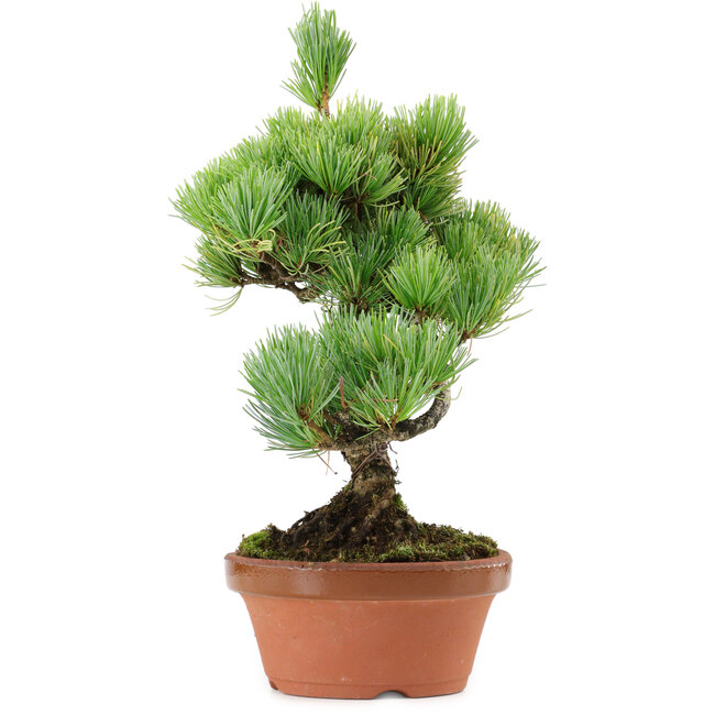 Pinus parviflora, 23 cm, ± 20 años de edad, con un nebari de 3,5 cm