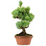 Pinus parviflora, 23 cm, ± 20 ans, avec un nebari de 3,5 cm
